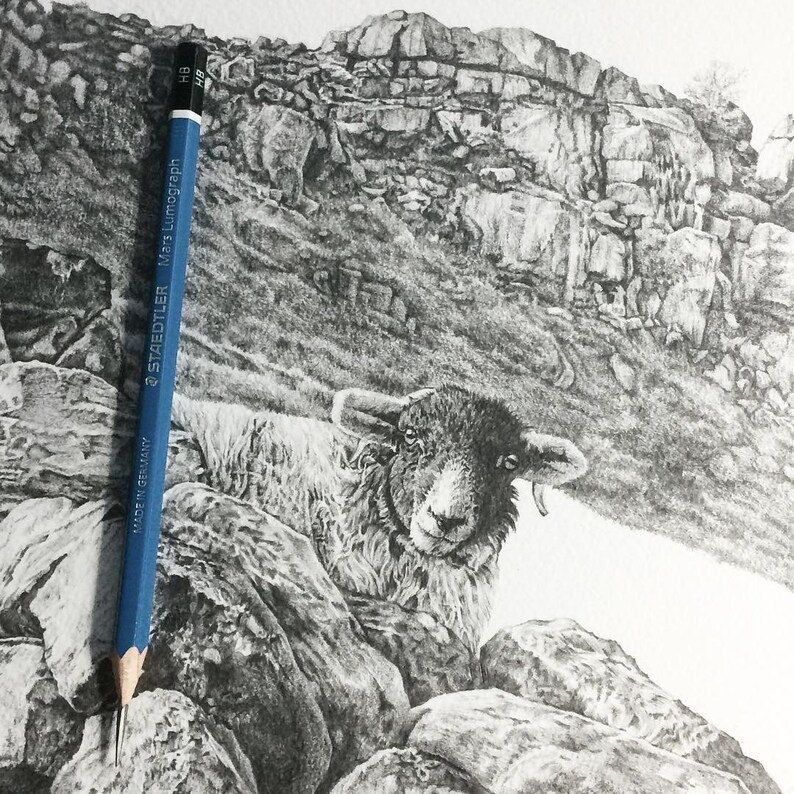 Pu&ograve; includere: Un disegno a matita in bianco e nero di una pecora in un paesaggio roccioso. La pecora sta guardando direttamente lo spettatore. Il disegno &egrave; fatto in uno stile realistico.