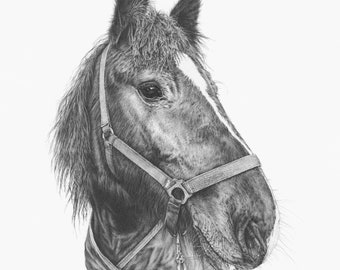 RESERVATION FEE- 30 x 40cm Pet & Equine Portrait Commissions