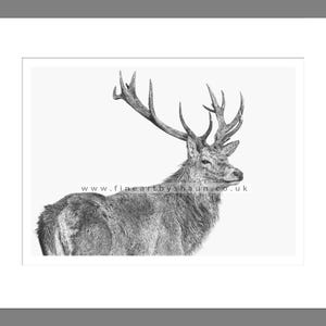 Stag Deer Art Print Giclee Limited Edition