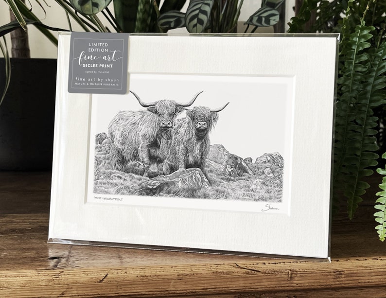 Highland Cattle Coo Art Print Limited Edition Giclee image 7