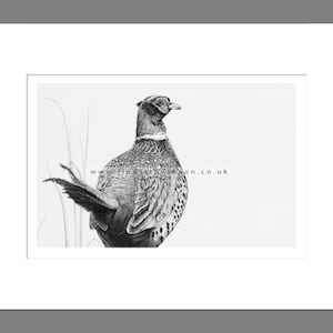 Pheasant Art Print Giclee Limited Edition