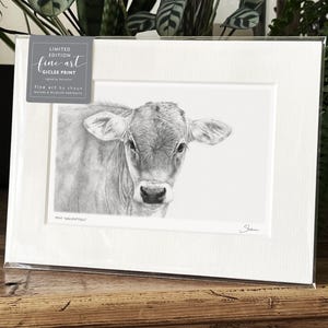 Calf Cattle Art Print Giclee Limited Edition