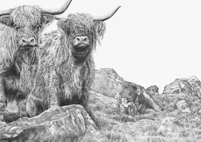 Highland Cattle Coo Art Print Limited Edition Giclee image 4