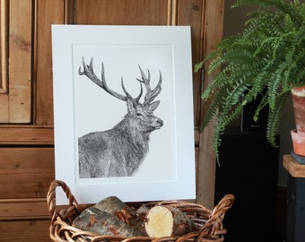 Stag Deer Art Print Giclee Limited Edition