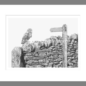 Owl Art Print Giclee Limited Edition