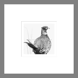 Pheasant Art Print Giclee Limited Edition