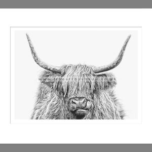 Highland Cattle Art Print Giclee Limited Edition