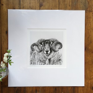 Pu&ograve; includere: Un disegno in bianco e nero di un ariete con grandi corna ricciute. L'ariete guarda direttamente lo spettatore. Il disegno &egrave; incorniciato in un passepartout bianco.