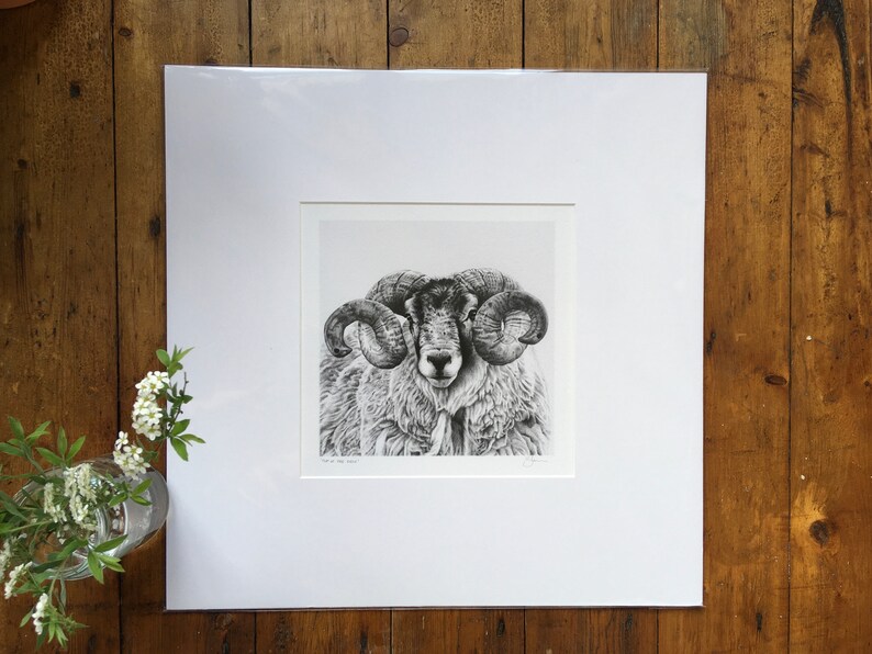 Pu&ograve; includere: Un disegno in bianco e nero di un ariete con grandi corna ricciute. L'ariete guarda direttamente lo spettatore. Il disegno &egrave; incorniciato in un passepartout bianco.