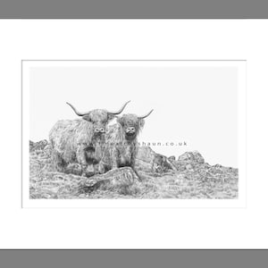 Highland Cattle Coo Art Print Limited Edition Giclee