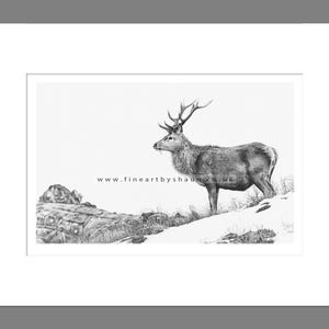 Stag Art Print Giclee Limited Edition