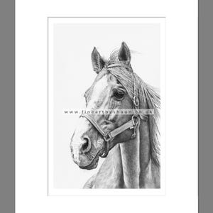 Pferd Kunstdruck Giclee Limitierte Auflage