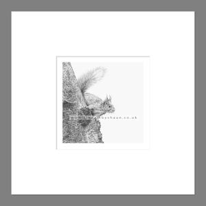 Red Squirrel Art Print Giclee Limited Edition