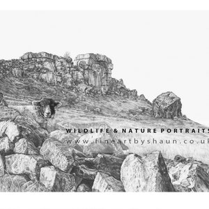 Pu&ograve; includere: Un disegno a matita in bianco e nero di una pecora in piedi su una collina rocciosa. La pecora sta guardando direttamente lo spettatore. Il disegno &egrave; intitolato "WILDLIFE & NATURE PORTRAITS" con il sito web "www.fineartbyshaun.co.uk" sotto il titolo.