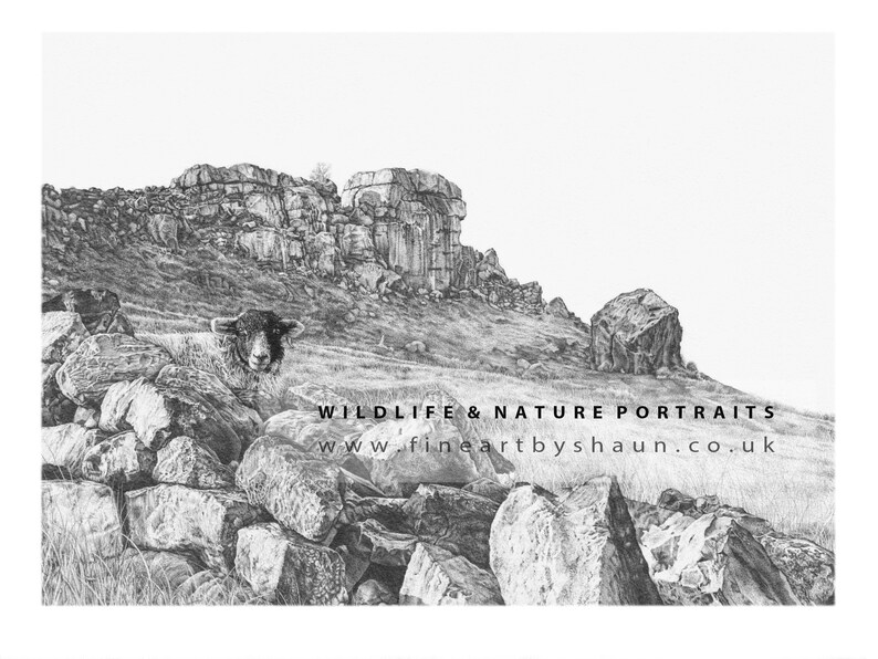 Pu&ograve; includere: Un disegno a matita in bianco e nero di una pecora in piedi su una collina rocciosa. La pecora sta guardando direttamente lo spettatore. Il disegno &egrave; intitolato "WILDLIFE & NATURE PORTRAITS" con il sito web "www.fineartbyshaun.co.uk" sotto il titolo.