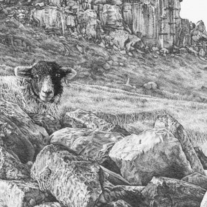 Pu&ograve; includere: Un disegno in bianco e nero di una pecora che riposa tra grandi rocce su una collina erbosa. La pecora guarda direttamente lo spettatore.