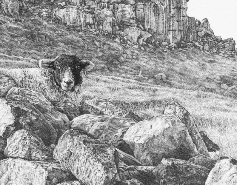 Pu&ograve; includere: Un disegno in bianco e nero di una pecora che riposa tra grandi rocce su una collina erbosa. La pecora guarda direttamente lo spettatore.