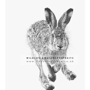 Hare Art Print Giclee Limited Edition image 2