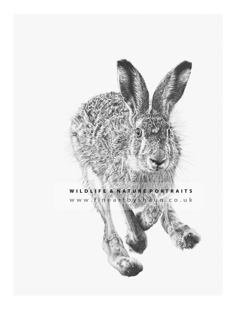 Hare Art Print Giclee Limited Edition image 2