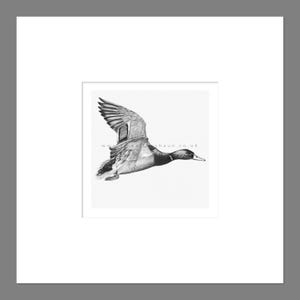 Mallard Duck Art Print Giclee Limited Edition