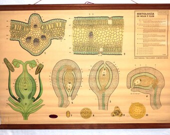 Vintage Roll SCHOOL MAP History of Holland Antique Poster 65x86Cm 1950 CircaCARTEL ... -57