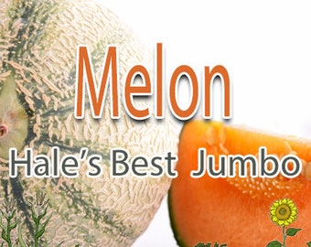 Melon - Cantaloupe Hale's Best Jumbo - 40+ seeds - Heirloom, Non-GMO Garden Seeds