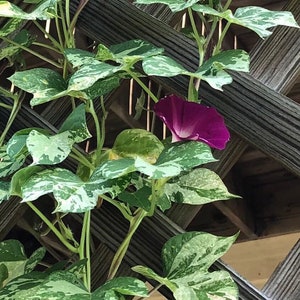 May include: A purple morning glory flower blooms against a wooden trellis, surrounded by green leaves with white variegation.