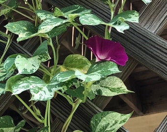 Morning Glory, rosa, hojas abigarradas, semillas perennes, paquete de 10