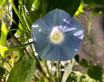 Semillas perennes de Morning Glory, paquete de 10