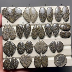 May include: A selection of polished dinosaur bone cabochons in diverse shapes, such as ovals, teardrops, and irregular forms. The stones exhibit a mottled pattern of brown, tan, and grey, with a nickel for size comparison. Suitable for jewellery making.
