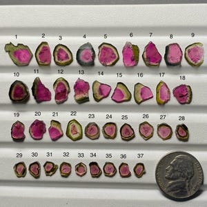May include: A collection of thirty-seven small, flat, polished watermelon tourmaline slices arranged in rows and numbered one through thirty-seven. Each slice features a vibrant pink centre surrounded by a green rim. A US nickel is included for scale.