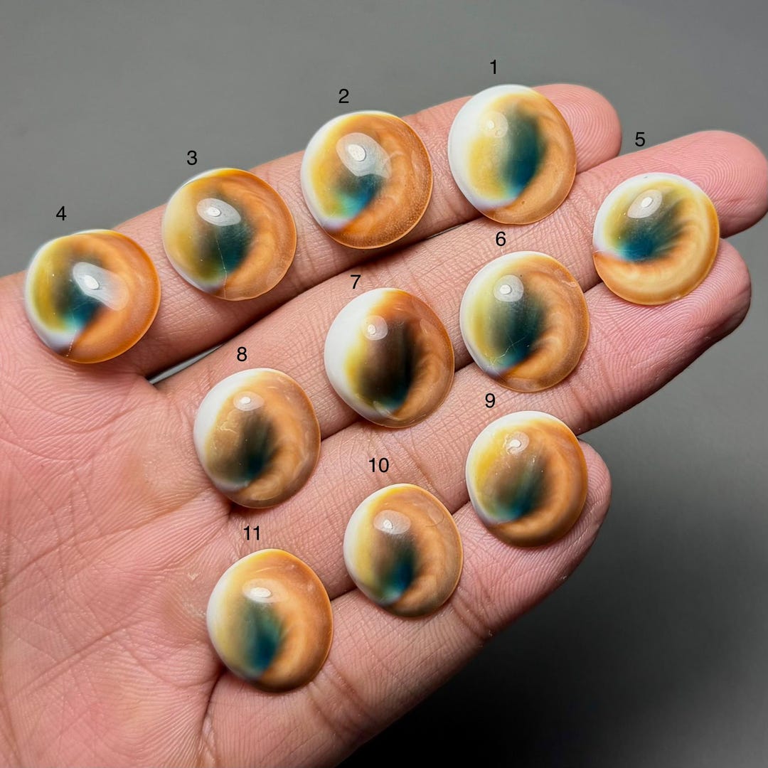 Australian Shiva Eye Shell A One Quality 100% Natural Shiva Eye ...