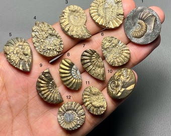 May include: A collection of twelve fossilized ammonite shells in various shapes and sizes. The shells display a range of golden-brown hues and intricate spiral patterns, showcasing the natural beauty of ancient marine life. Some are partially embedded in a gray matrix.