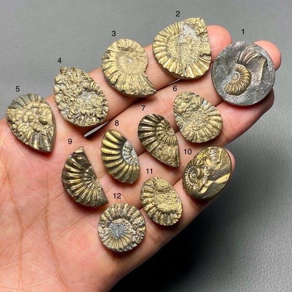 希少な黄鉄鉱化アンモナイト化石、高品質アンモナイトシェルルース宝石