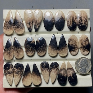 May include: A collection of twelve polished gemstone cabochons in various shapes, including teardrop and oval. The stones feature a striking pattern of black and tan hues, with a silver coin for size reference. The gemstones are displayed on a white tray.