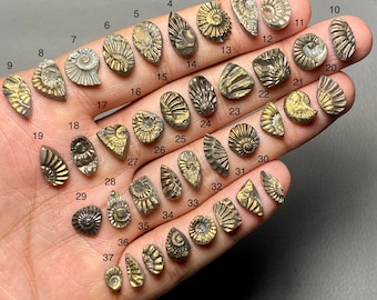 May include: A collection of 37 small, fossilized ammonite specimens, each with unique spiral and segmented patterns. The fossils vary in size and shape, displaying shades of gold, brown, and gray. The collection is arranged on a neutral background.