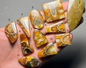 May include: A collection of polished fossilized ammonite specimens in various shapes. The fossils display intricate patterns in shades of brown, orange, and cream. The collection includes rectangular, oval, and triangular shapes, showcasing the natural beauty of the ancient marine creatures.