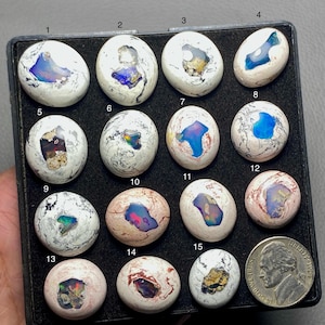 May include: A collection of fifteen oval-shaped opals in a black tray, each with unique internal patterns of blue, green, and gold. The opals are set against a white and gray matrix, with a US nickel for size comparison.