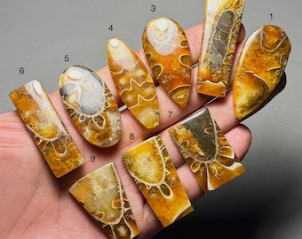 May include: A collection of nine polished fossil ammonite specimens. The fossils display intricate patterns in shades of brown, amber, and cream. Each piece has a unique shape, ranging from oval to rectangular, showcasing the natural beauty of ancient marine life.