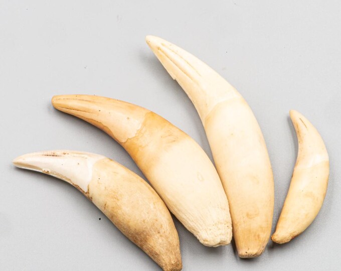 Antique African Feline Teeth – Set of 4 – Ethnographic Curiosities ...