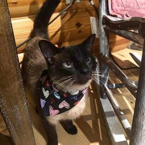 Small pet bandanas for cat or dog, over the collar pet bandana, small size bandana