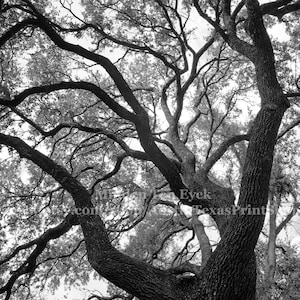 VERTICAL Black and White Oak Tree Photo Print Oak Tree Wall Art Minimalist Art Austin Photography Tree Home Decor Tree Art Print Texas Atx