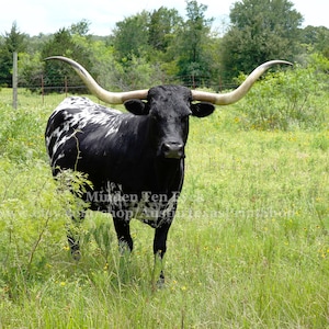 VERTICAL Color Texas Longhorn Photo Print, Texas Ranch Home Decor