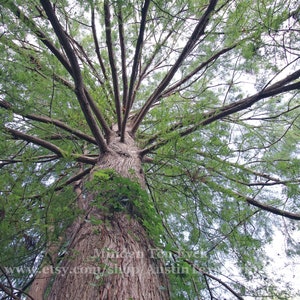 VERTICAL Color Photo Print Cypress Tree Print Austin Texas Atx Photo Austin Photography Bald Cypress Tree Texas Wall Art Atx Tree Wall Decor
