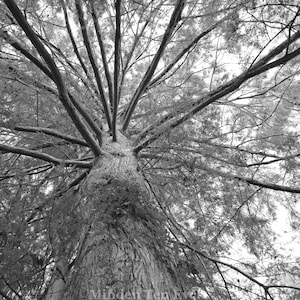 VERTICAL Photo Print Cypress Tree Black and White Tree Print Austin Texas Atx Photo Austin Photography Bald Cypress Tree Texas Wall Art Atx