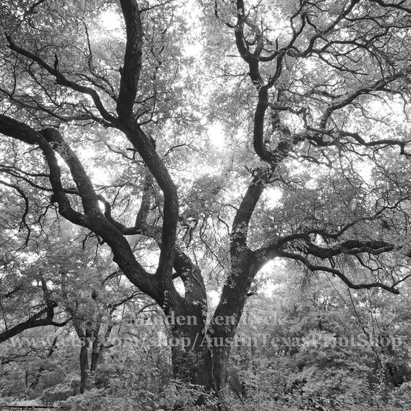 Black and White Live Oak Tree Photo Print, Texas Home Decor, Vertical Layout