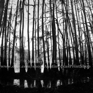 Black and White Artsy Photo Print of Cypress Trees, Caddo Lake, Texas