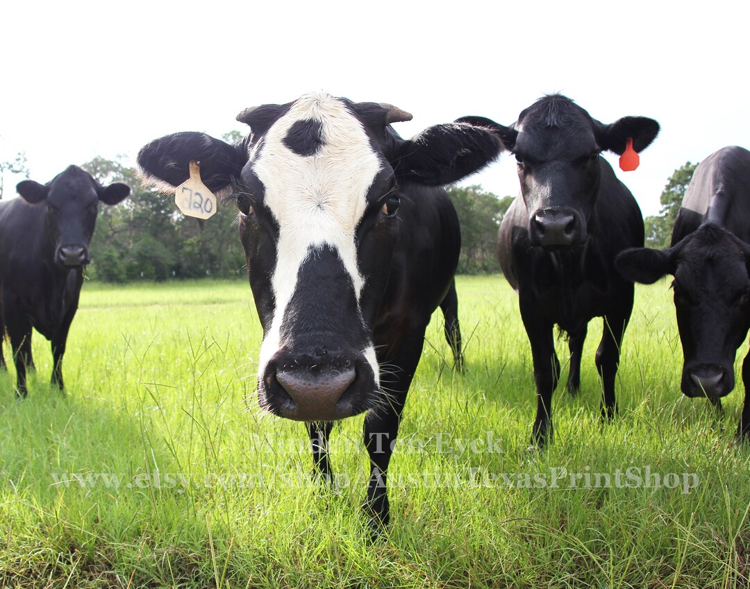 Cow Photo Print Texas Photography Texas Decor Texas Wall Art Austin ...