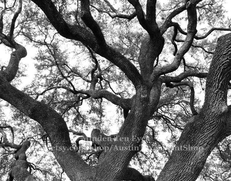Live Oak Tree Austin Texas Atx Photo Tree Print Austin Tx Etsy