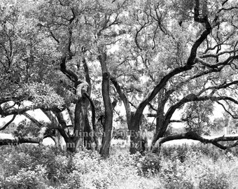 Live Oak Trees Wall Hangings Austin Photography Texas Gift Texas Photo Texas Art Texas Photography Austin Art Print Black and White Print